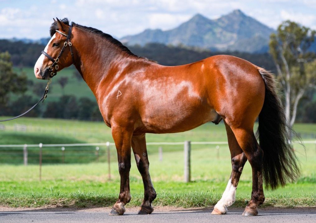Gracefield Park Fantastic Mr Fox, sire of Asham Clare