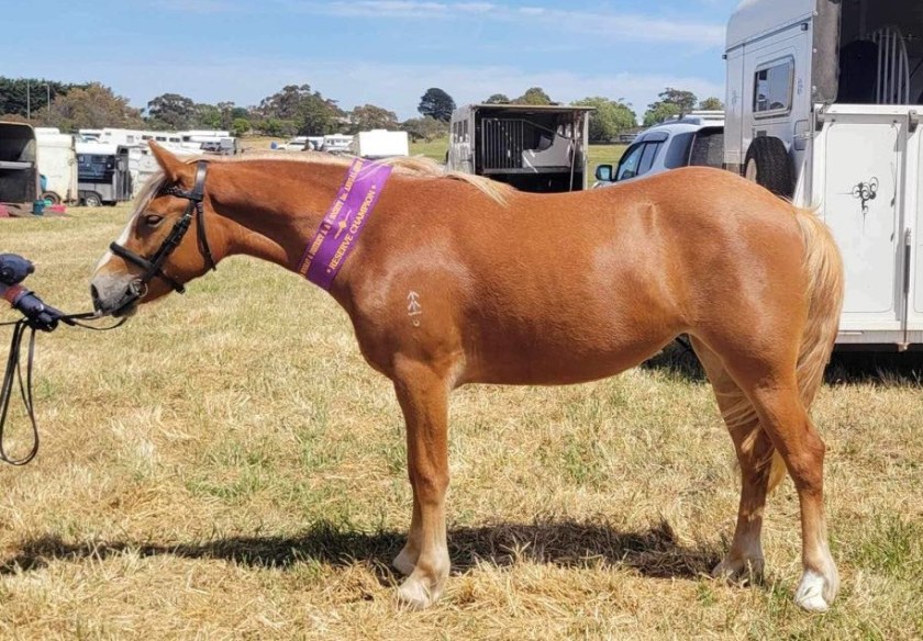 Asham Orla, full sister to Asham Clare