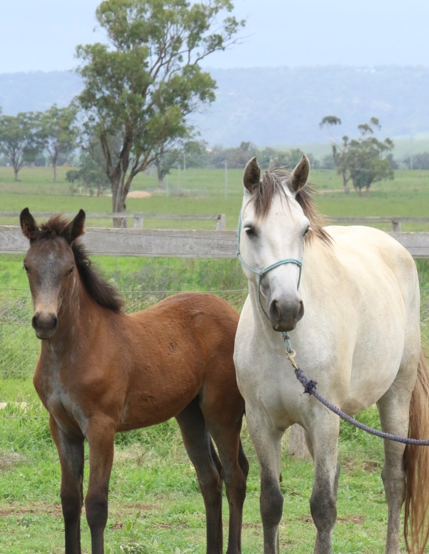 Asham Bell Rock pictured with LeVale Solas