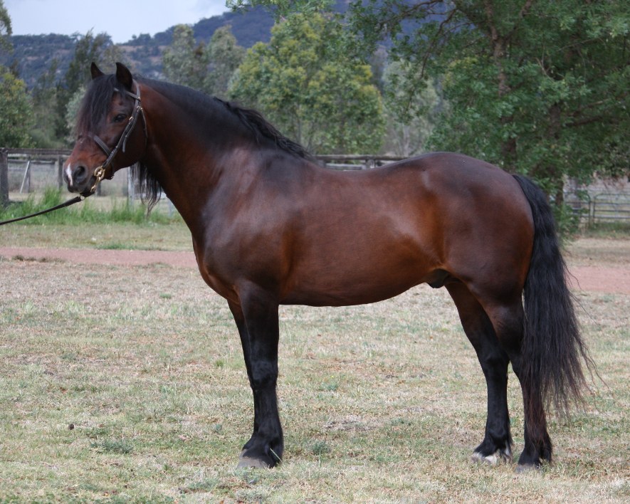 Castle Baron, damsire of LeVale Solas