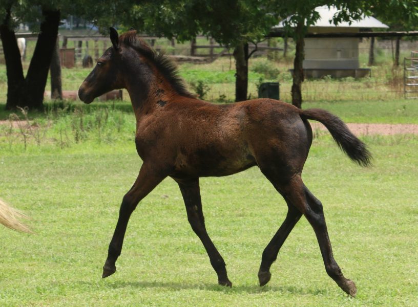 Asham Criostoir, first foal of Asham Fallon