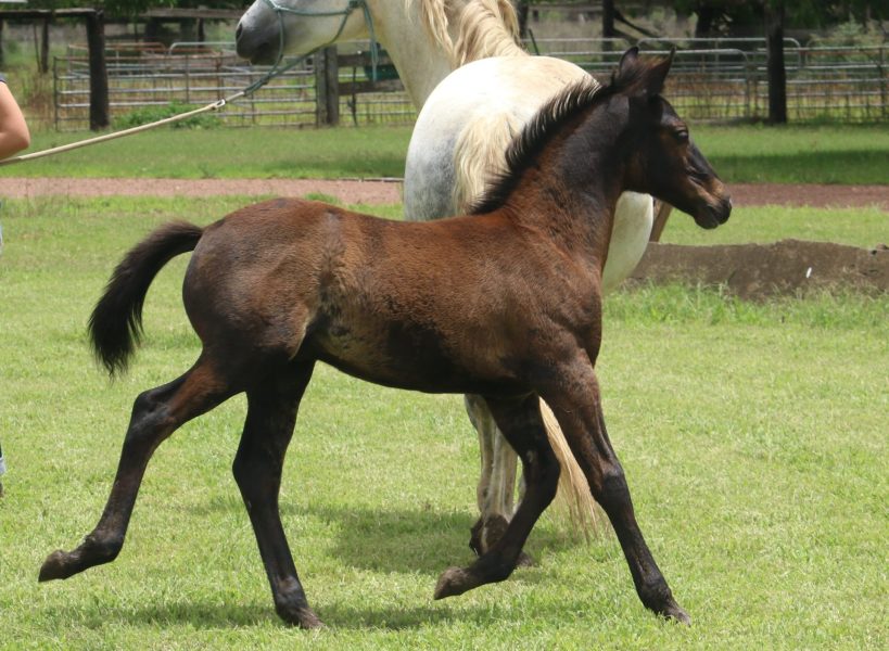 Asham Criostoir, first foal of Asham Fallon