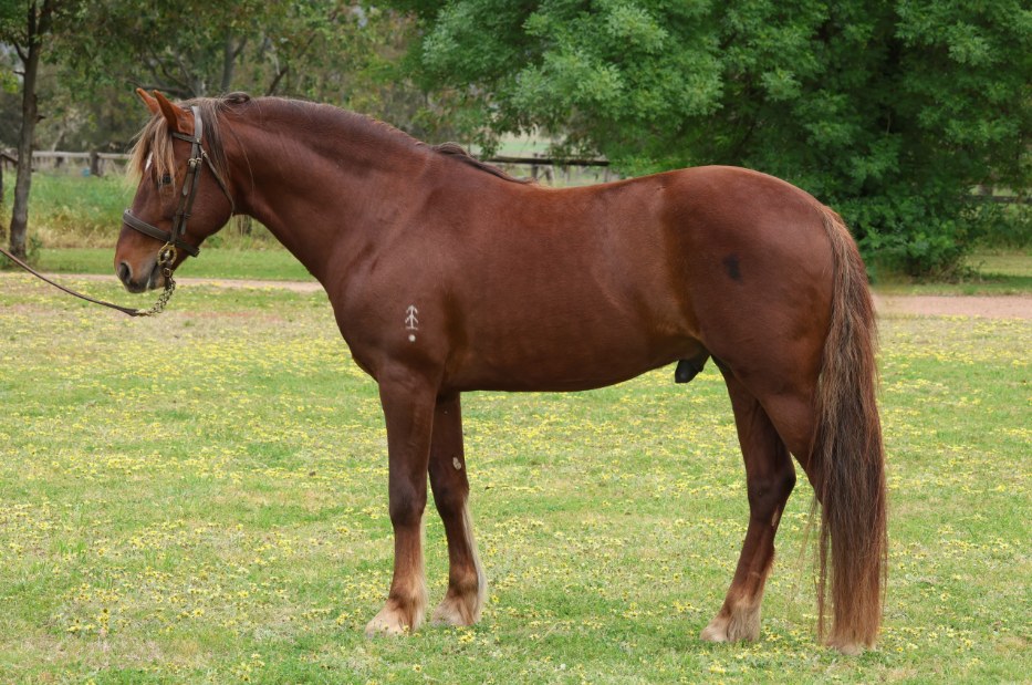 Asham Donegal, sire of Asham Laoise