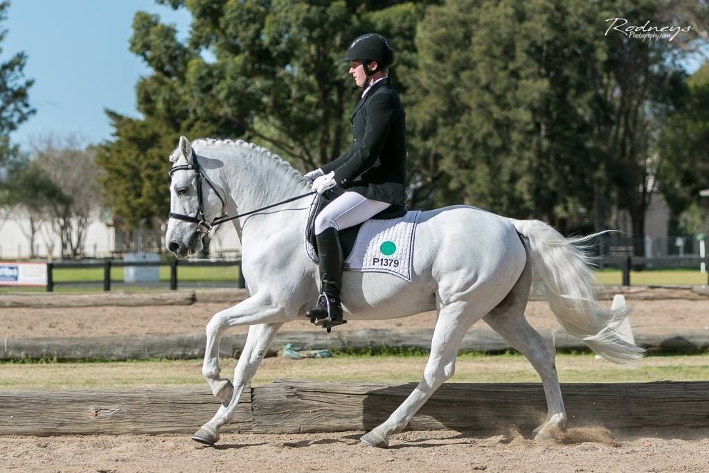 Gneevebrack Storm, damsire of Asham Laoise