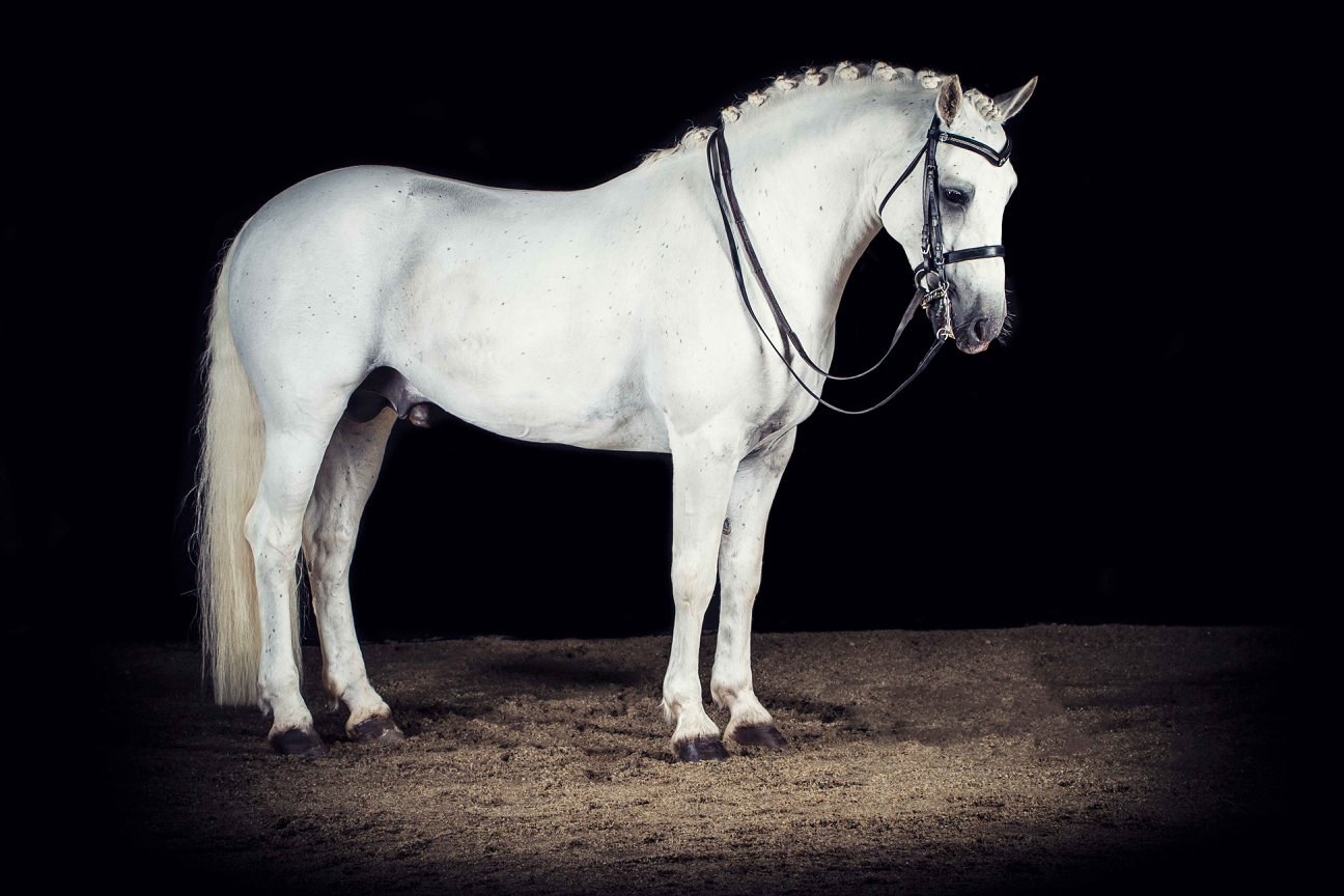 Gneevebrack Storm, sire of LeVale Solas