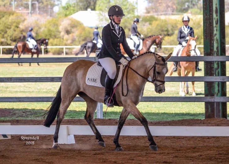Peppertree Golden Starlight, half sister to Asham Clare