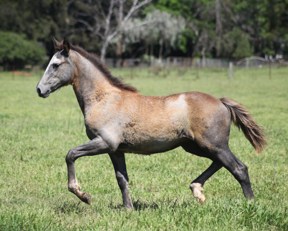 Asham Indigo pictured as a foal at home