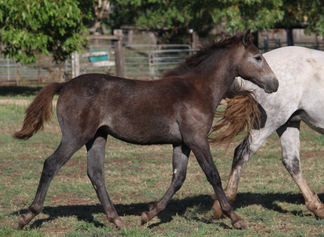 Asham Kayleigh, purebred filly by Asham Donegal