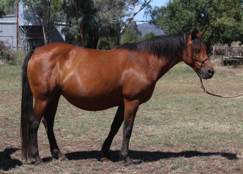 Glenormiston Kincora, dam of Asham Clare