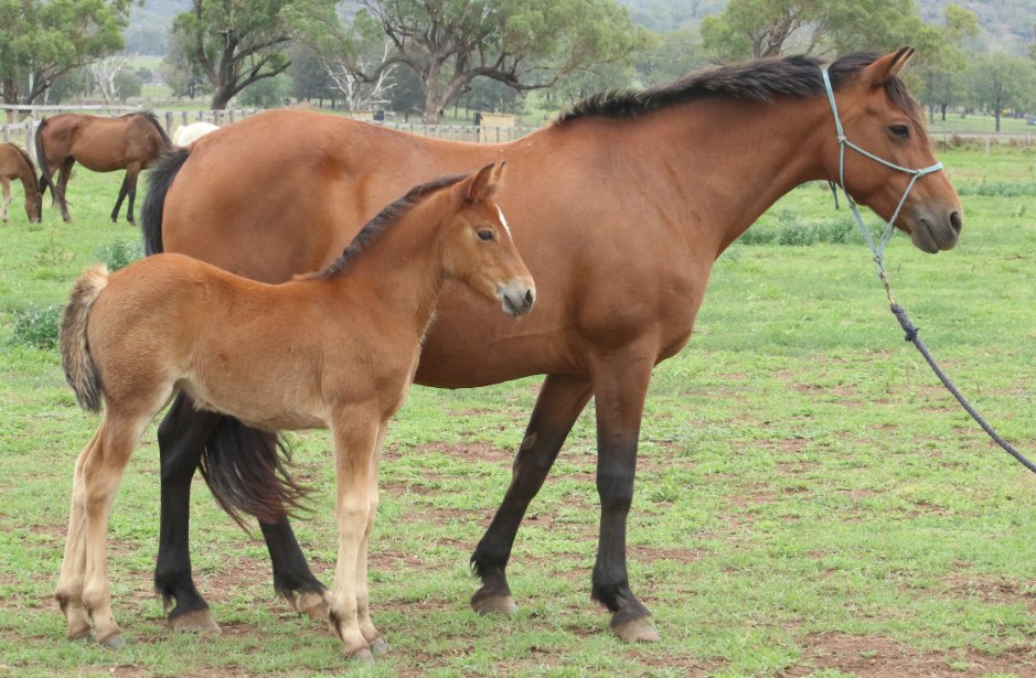 Glenormiston Kincora pictured with Asham Clare, 2023 filly by Gracefield Park Fantastic Mr Fox