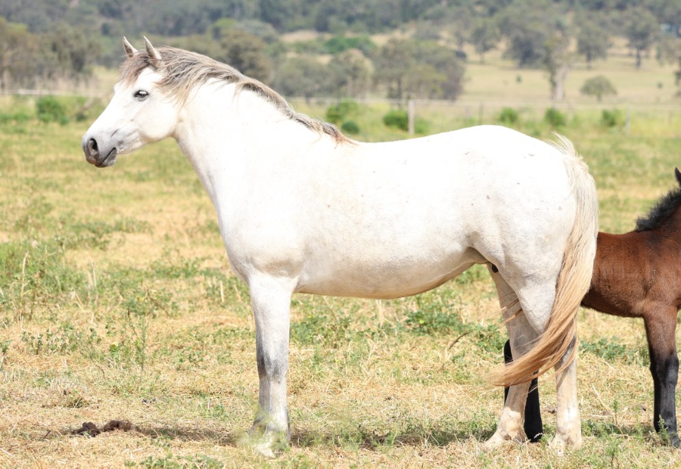 LeVale Solas, dam of Asham Laoise