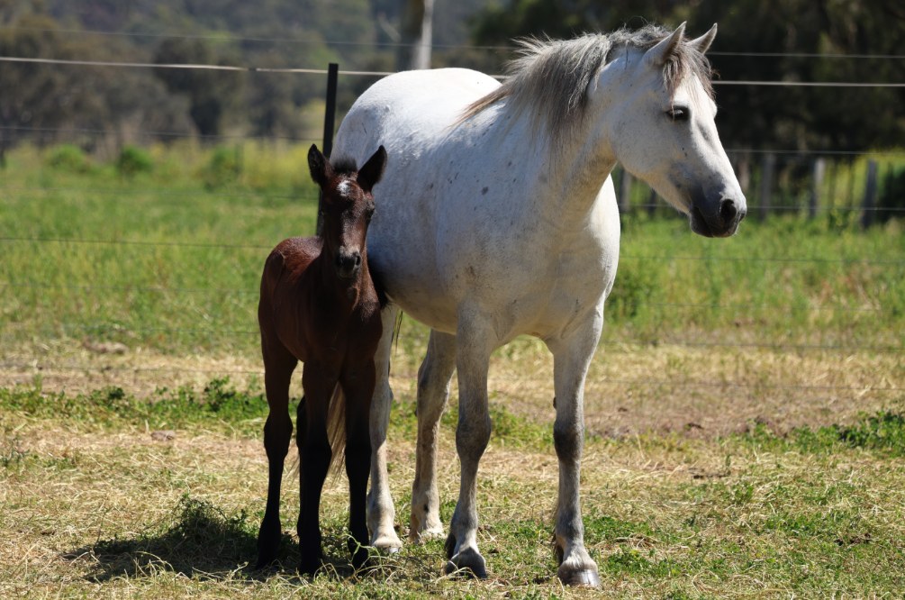 Asham Laoise pictured with her dam, LeVale Solas