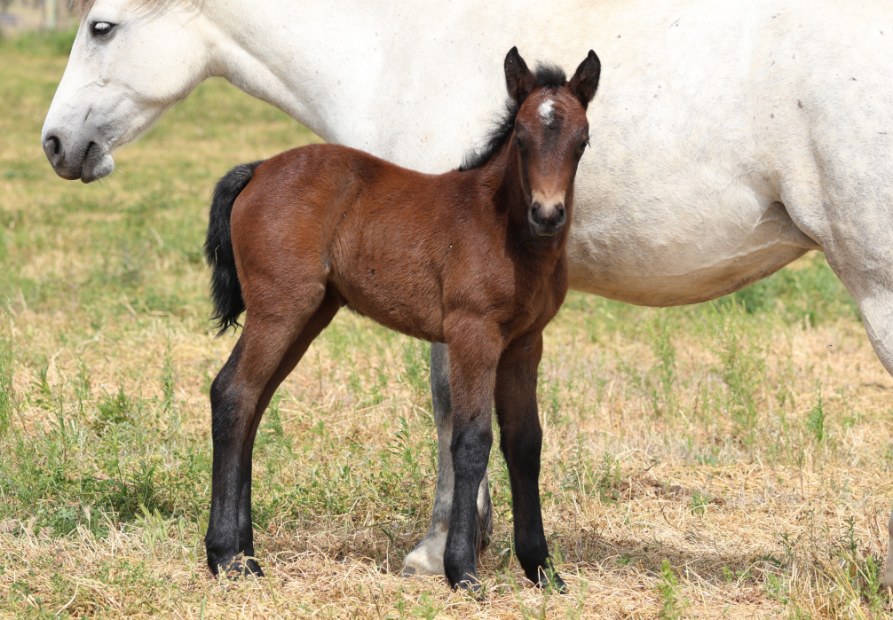 Asham Laoise by Asham Donegal ex LeVale Solas