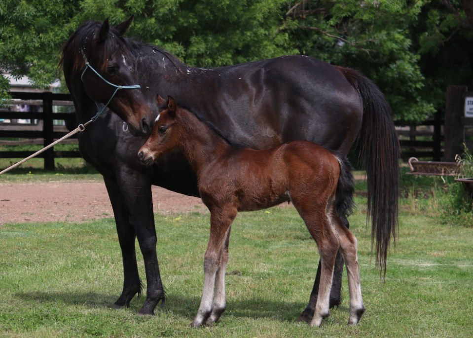 Asham Choice, pictured with his dam Purity Miss