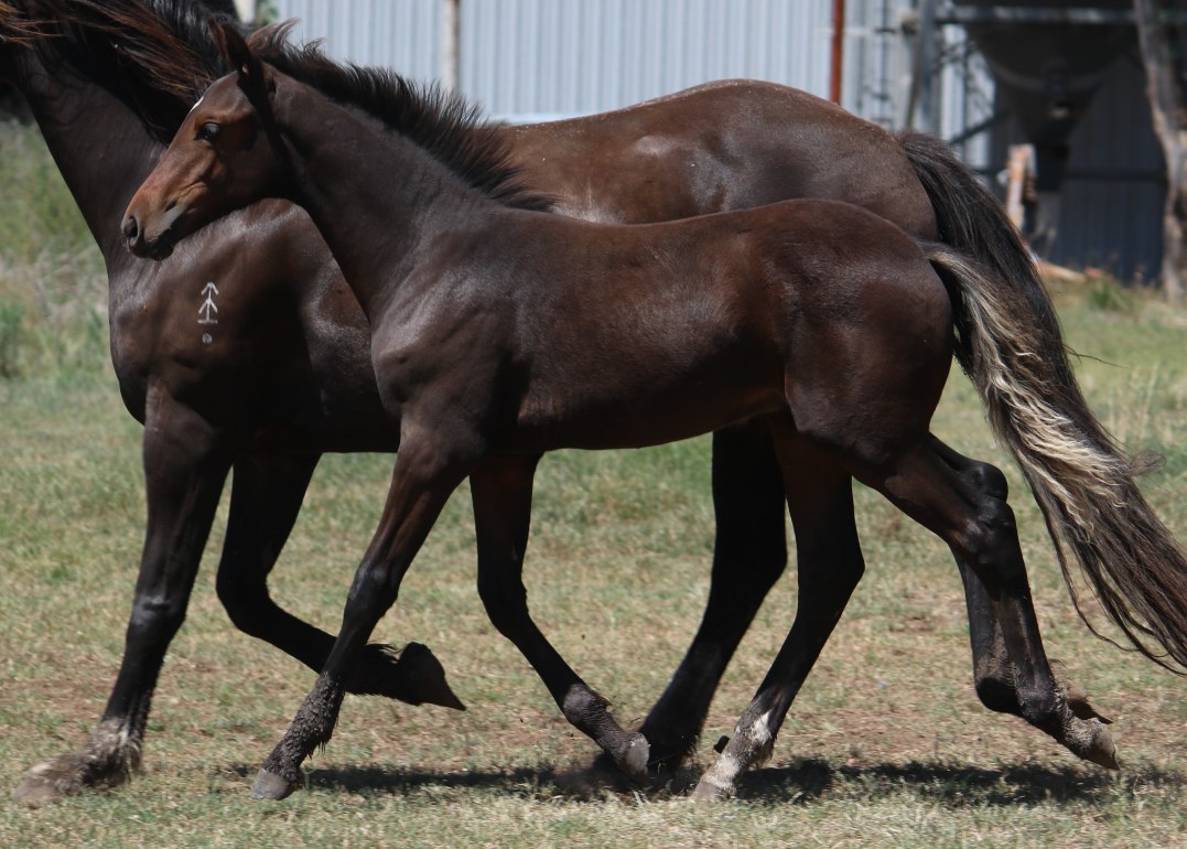 Asham Sargeant, the first foal sired by Asham Barrenjoey