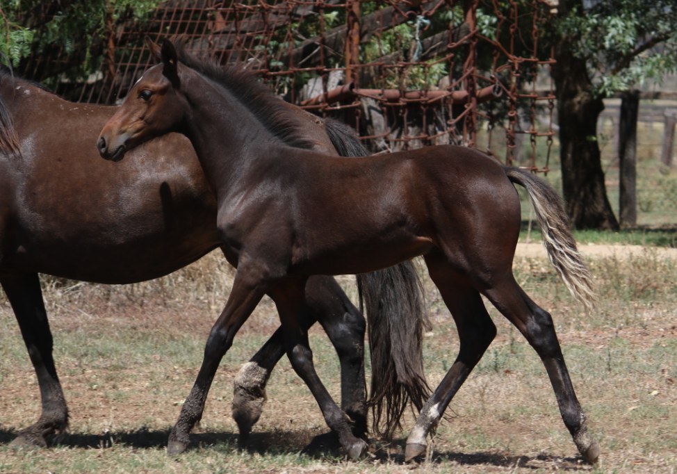 Asham Sargeant, the first foal sired by Asham Barrenjoey