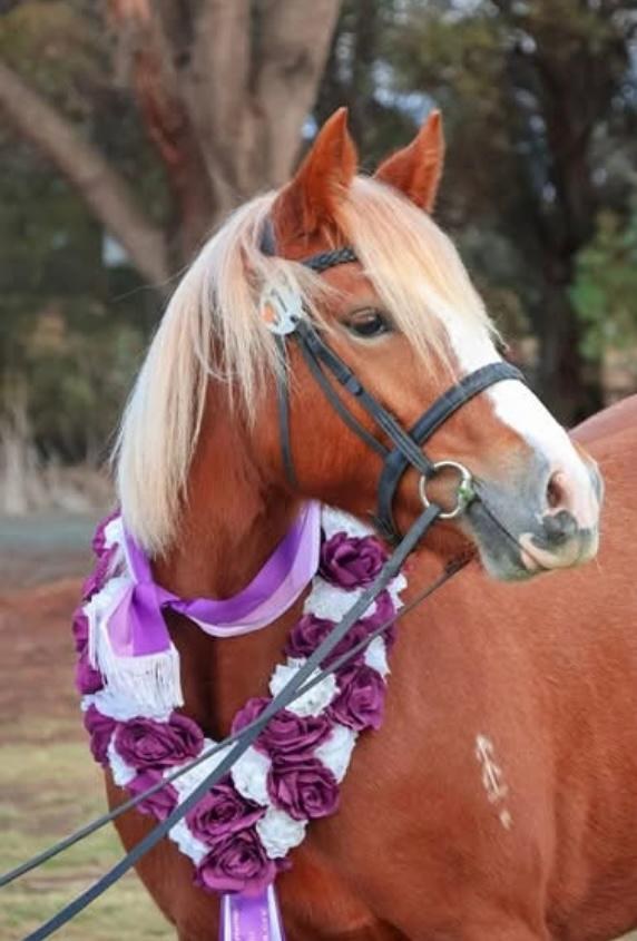 Asham Orla, full sister to Asham Clare